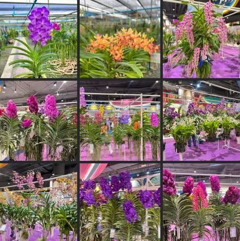 เพลินพิศ orchids