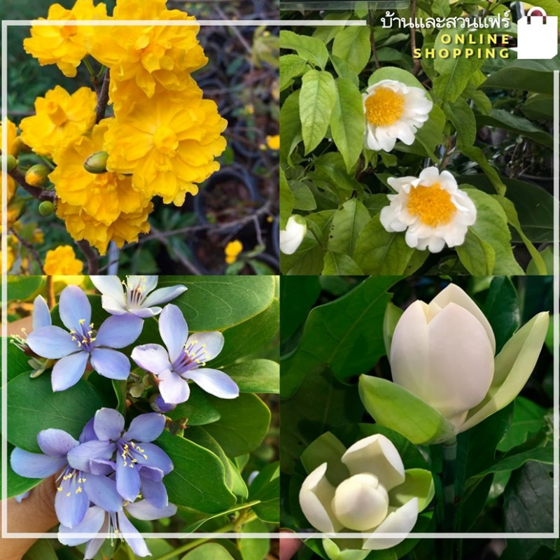 สวนแก้วไม้ไทย