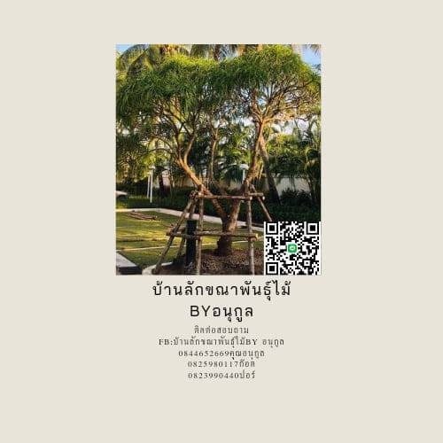 บ้านลักขณา พันธุ์ไม้