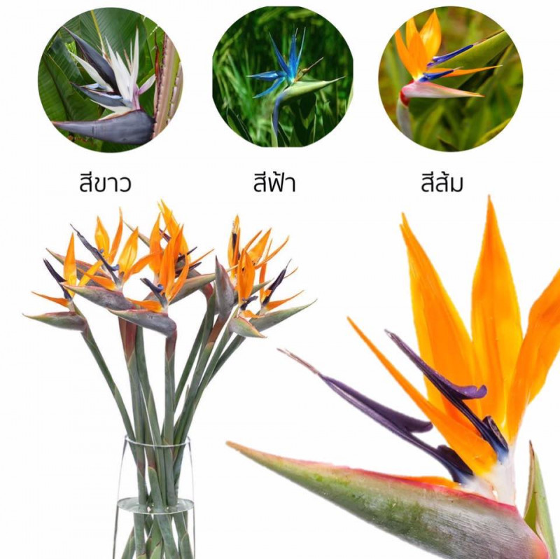 ปักษาสวรรค์
