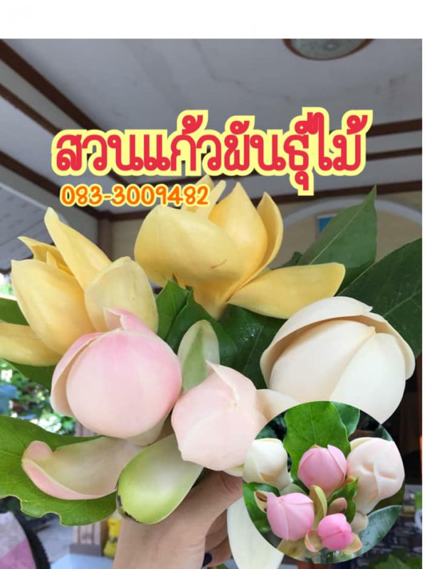 สวนแก้วไม้ไทย