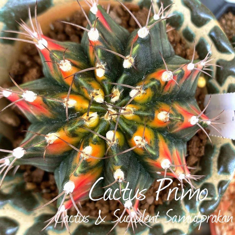 Cactus primo