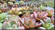 บ้านสวนขวัญ succulent