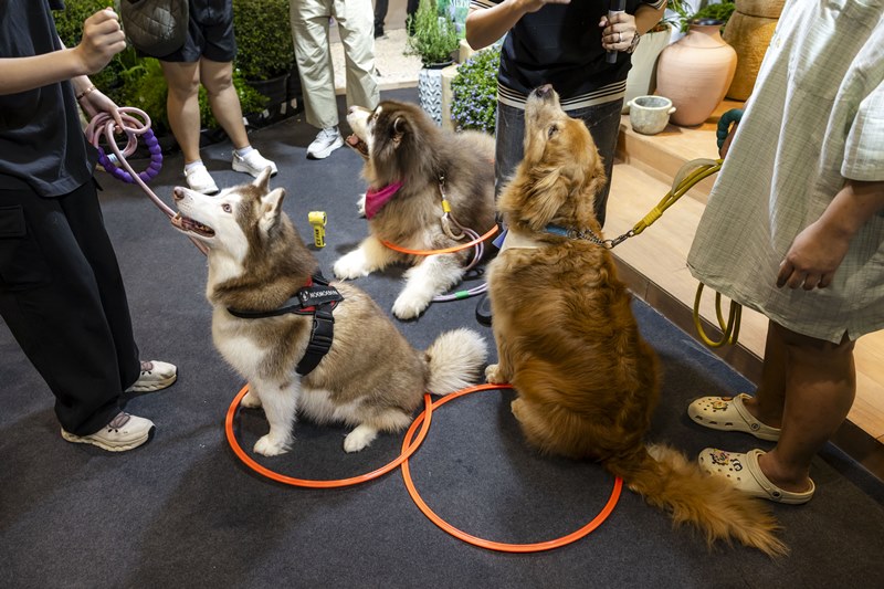 pets