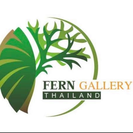 Fern Gallery Thailand