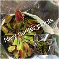 New Hunter Plants