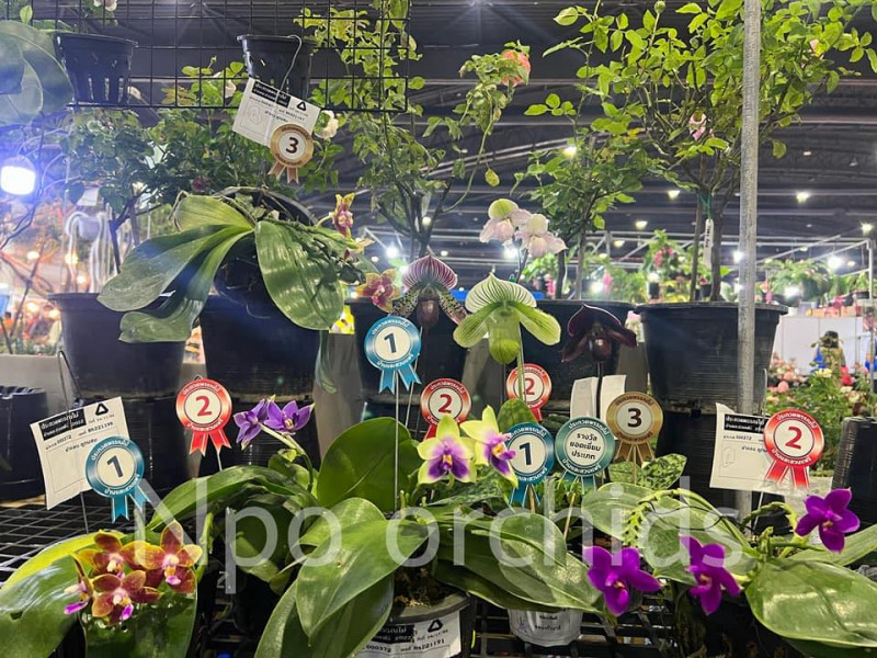 Npo orchids